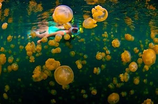 Pulau Kakaban Kalimantan Jadi Viral Karena Ubur-ubur