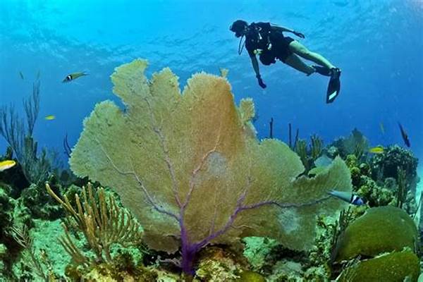 Pulau Selayar Sulsel Dipromosikan Jadi Destinasi Diving Dunia