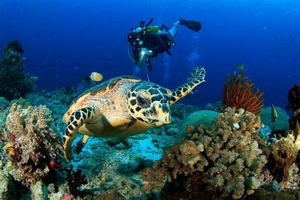 Wakatobi Masuk Daftar Diving Spot Terindah Dunia