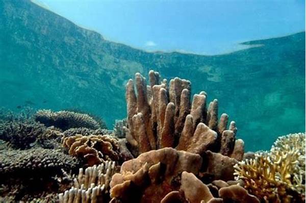 Ormastoto Bahas Tantangan Wisata Laut & Konservasi Terumbu Karang