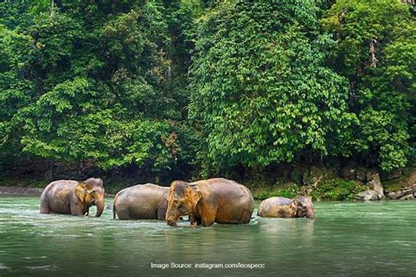 Ormastoto Ulas Aktivitas Ekowisata Hutan & Satwa Endemik
